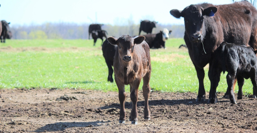 black heifer with calves black heifer with calves
