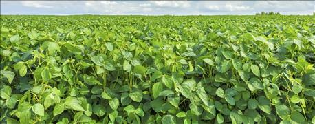 usda_corn_slips_74_good_excellent_soybeans_stay_72_1_636062702335836003.jpg