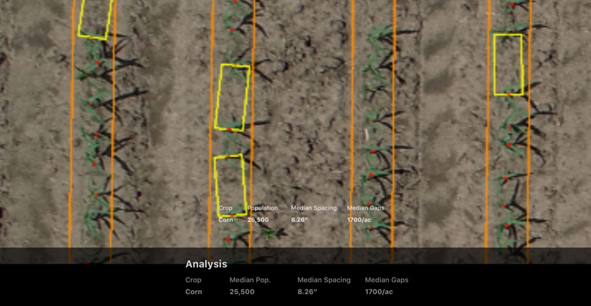 Drone image of cornfield shows gaps in the planting