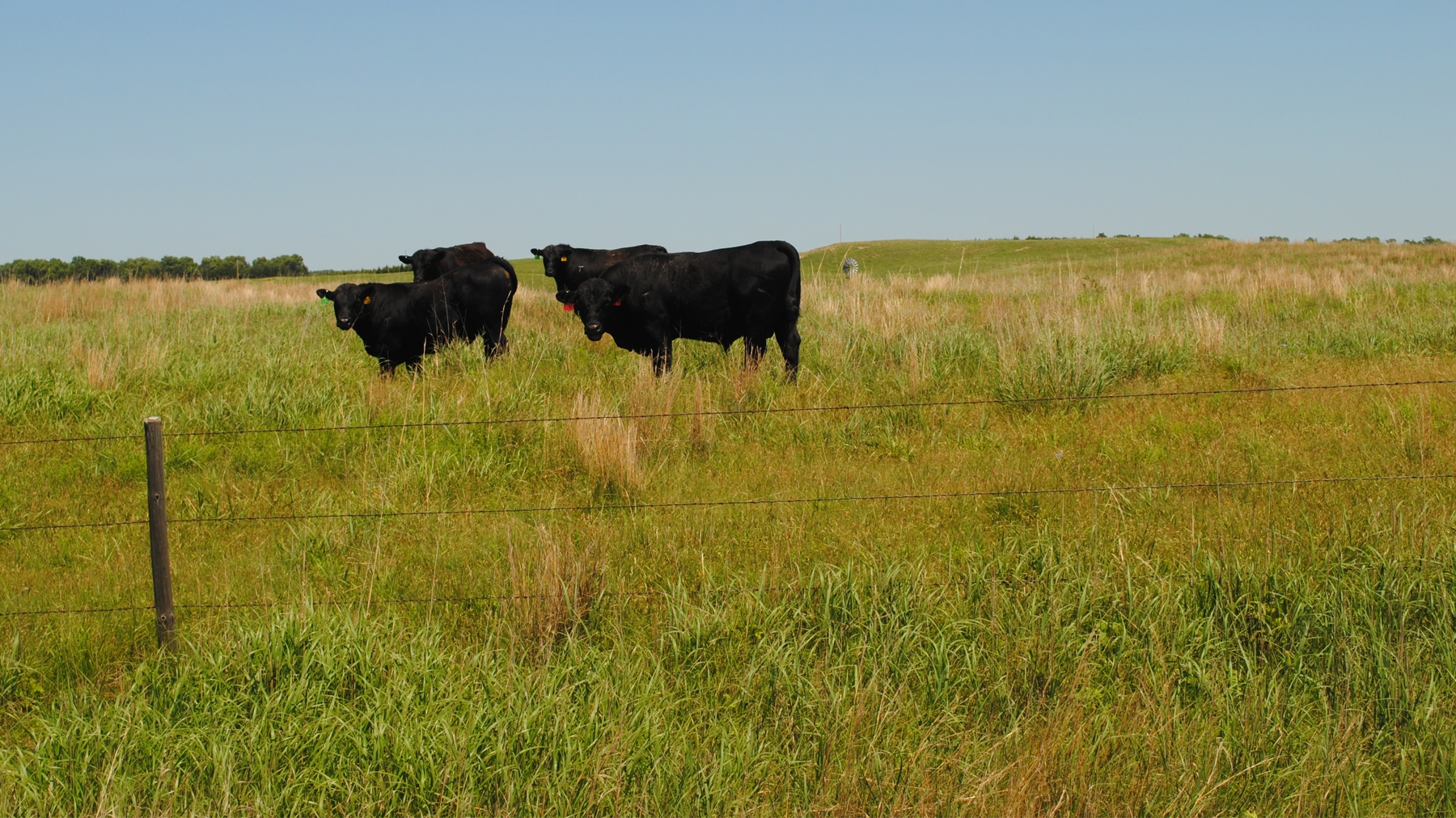 Get on the Bull Developing Attitudes and Behaviors for Successful Leadershi Bull Development Program - Sunflower Genetics