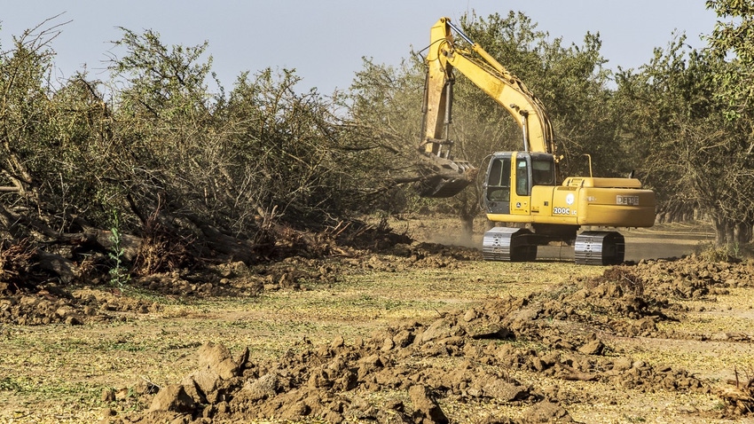 Almond orchard removal