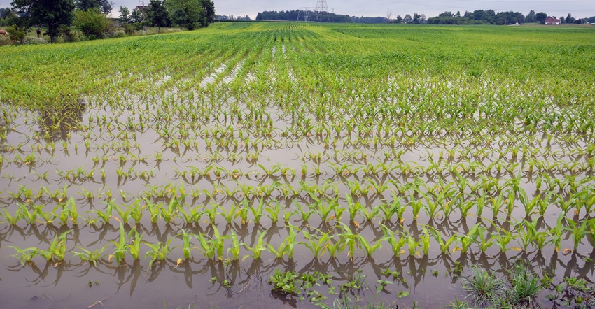 flooded cornfield