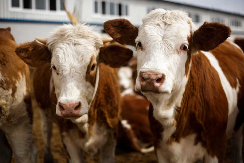 beef cattle beef cattle