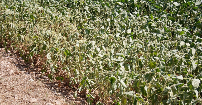 soybean field damaged by drought in summer