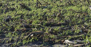 Close up of cover crops