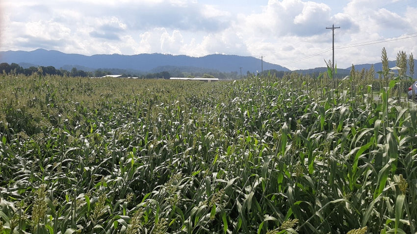 sorghum field sorghum field