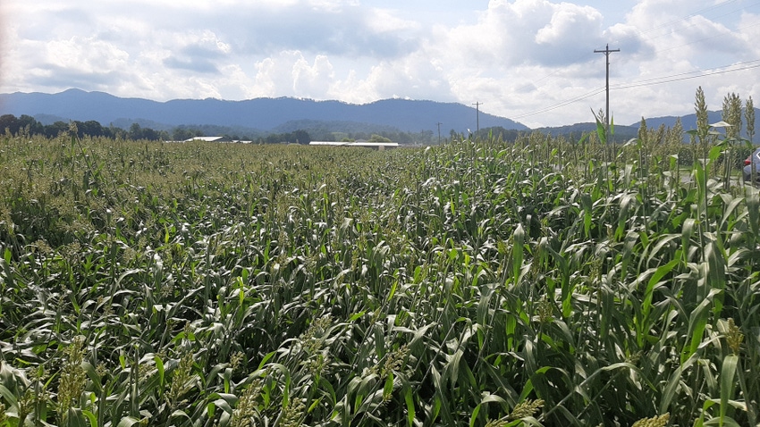 sorghum field