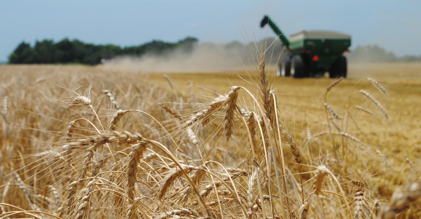 Closeup of wheat with combine in background