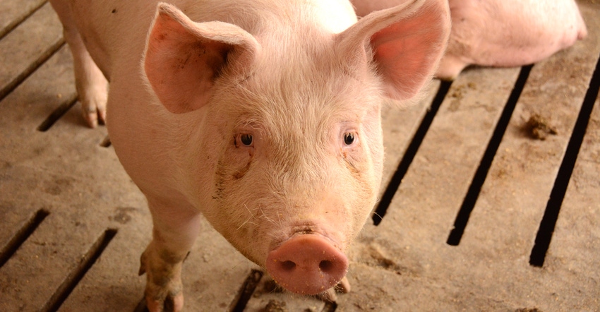 hog hog