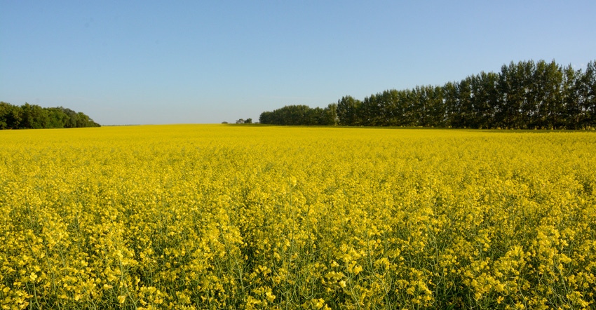 A field of canola blooms under a blue sky