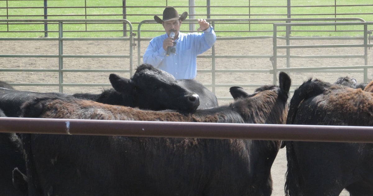 Comfortable cattle provide better quality beef, more profit