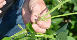 hand holding soybean plant 