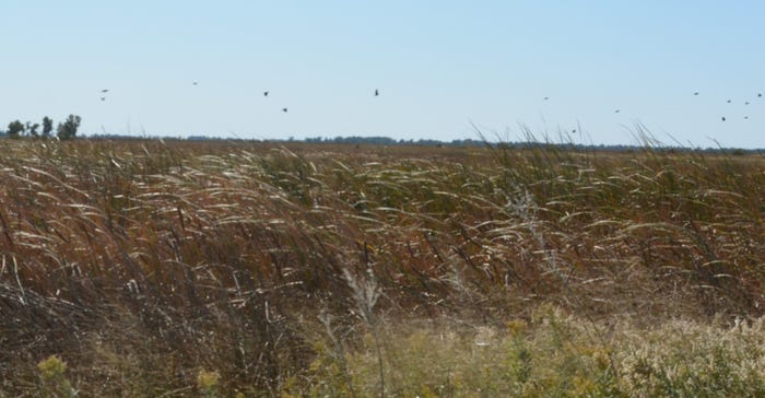 Birds flying over the grass-covered sand dunes that make up the land of Quivira National Wildlife Refuge