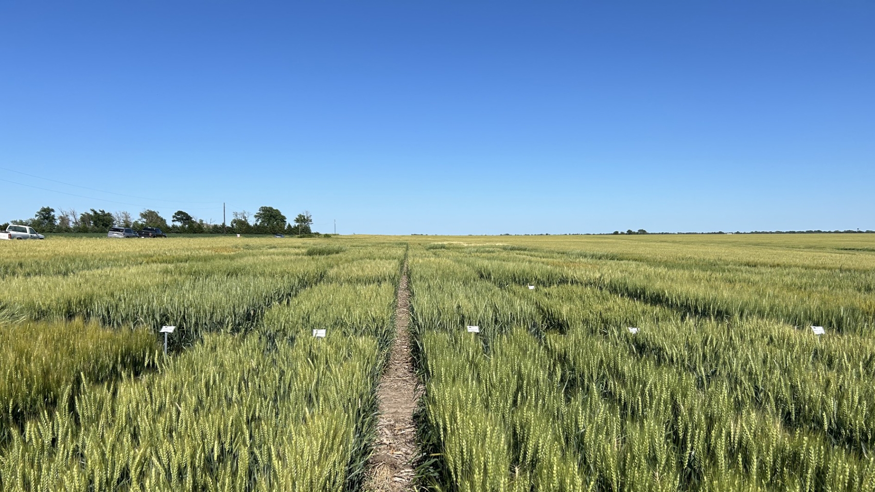 Wheat field