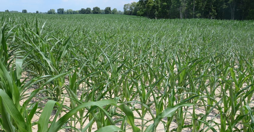 cornfield showing signs of drought stress