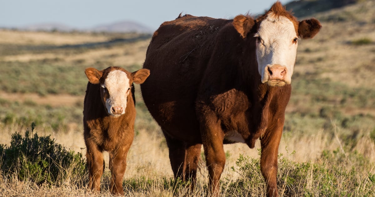 Cattle Add Why adding cattle to your herd is risky