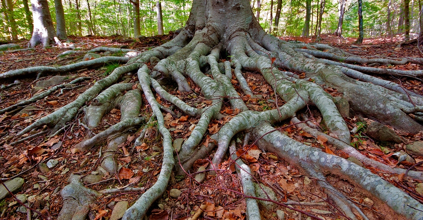 The importance of roots The importance of roots