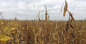 Ripening soybeans in southeast Minnesota on Sept. 30, 2019.