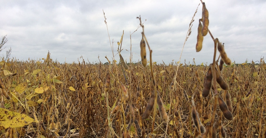 Ripening soybeans in southeast Minnesota on Sept. 30, 2019. Ripening soybeans in southeast Minnesota on Sept. 30, 2019.