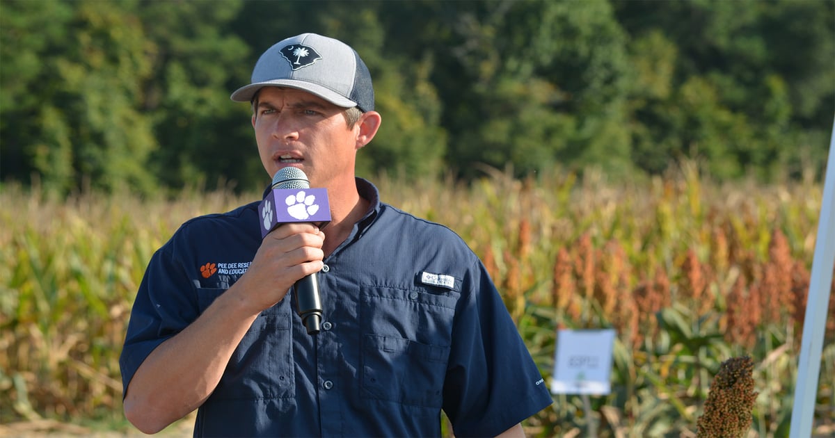 Working to produce profitable sorghum in South Carolina