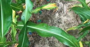 signs of nitrogen deficiency in corn