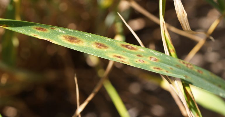 fungal leaf spots typical of early stages of development of tan spot 