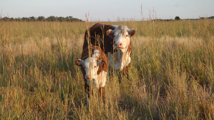 What you need to know about Brown County cow rabies case