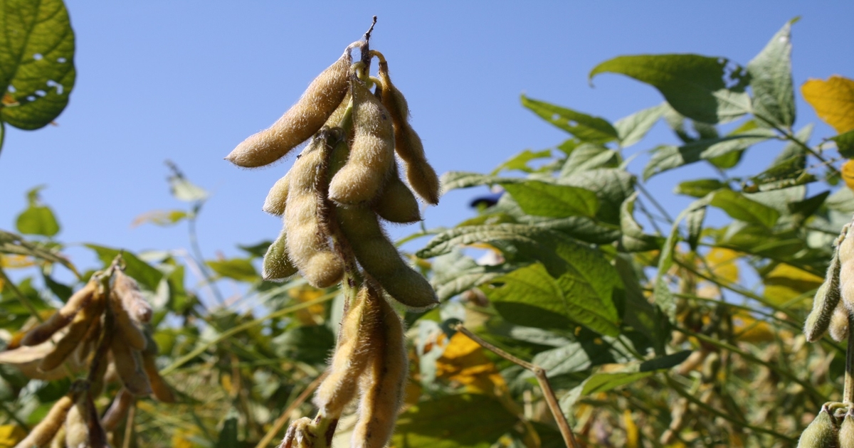 Tariff talk threatens soybean acreage