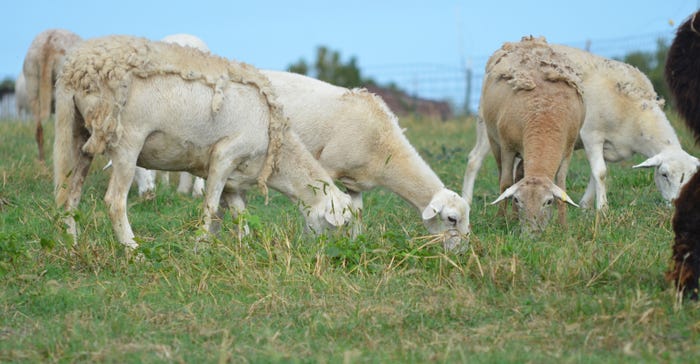 Katahdin hair sheep grazing in pasture