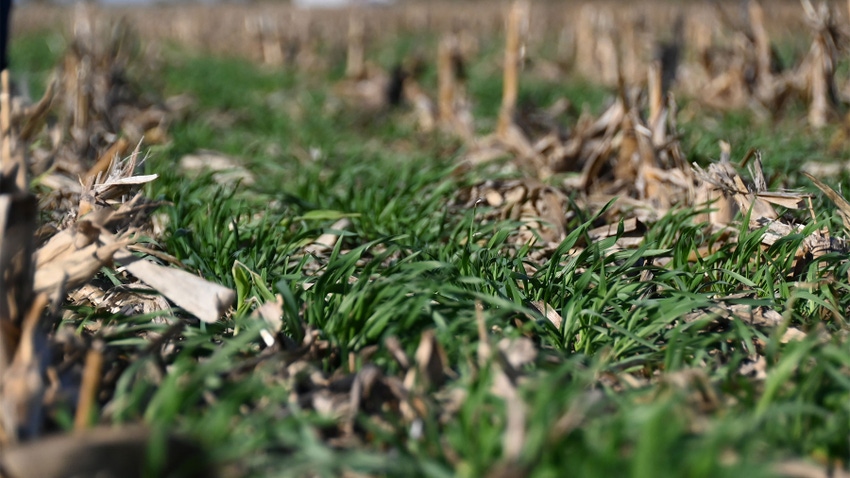 A ground level close up of young cover crop seedlings