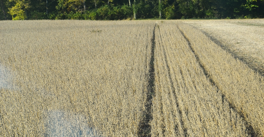field of dried-down soybeans