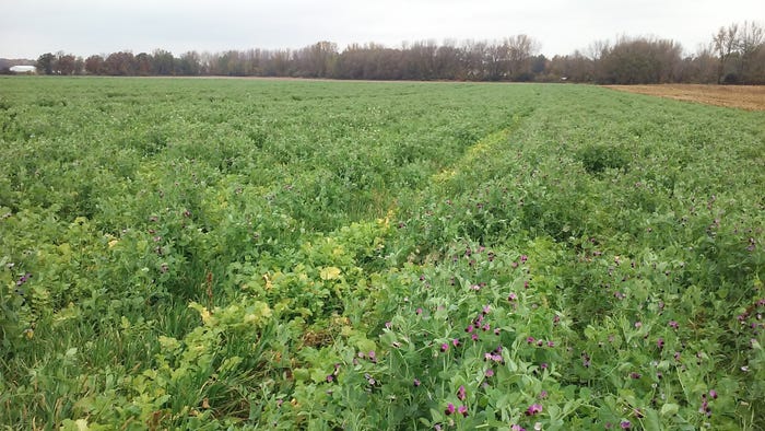 cover crop of peas and radishes