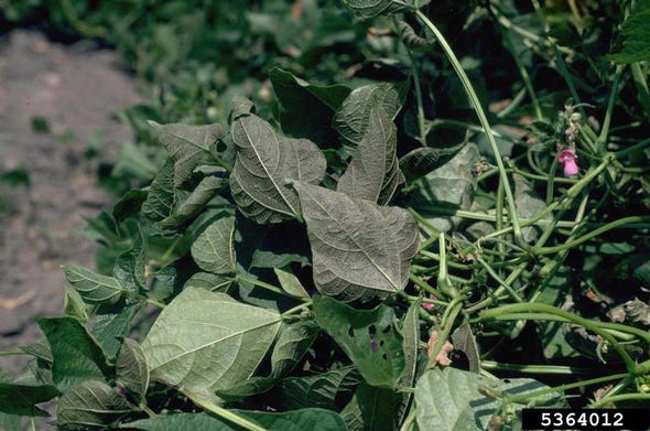 Spider-mites-dry-hot weather-soybeans