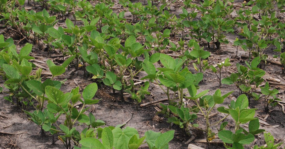 Soybean gall midge confirmed in 2019