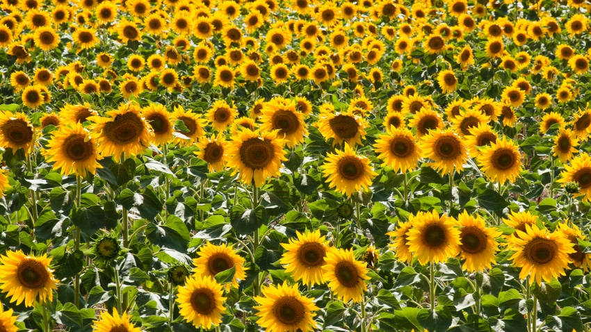 field of sunflowers