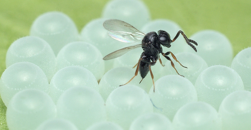 adult samurai wasp lays eggs