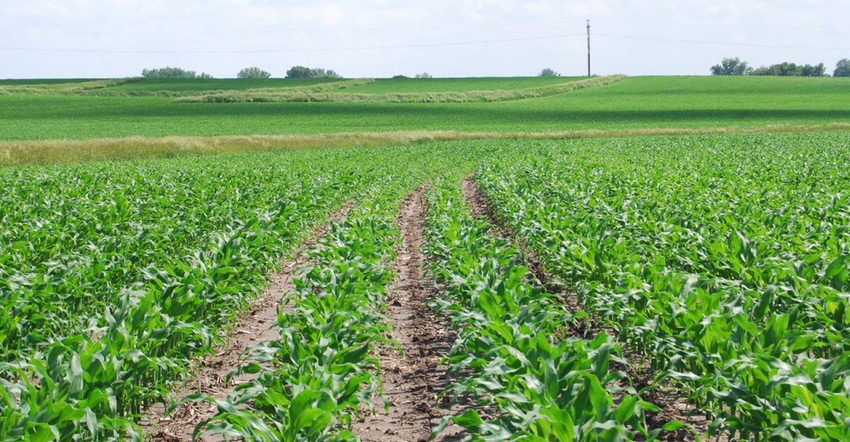 young corn plants in field