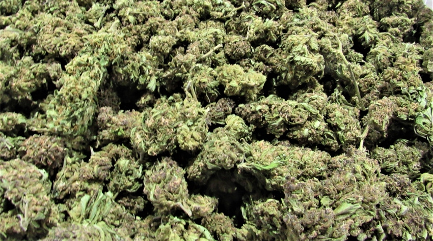 WFP-hearden-hemp-wae.JPG WFP-hearden-hemp-wae.JPG