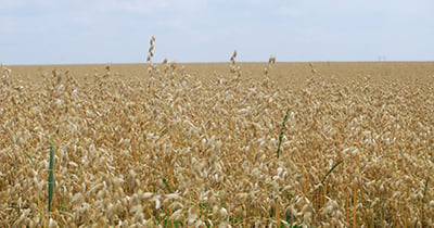 Oat variety trial results for Iowa are now available