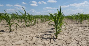 Drought stricken corn fiels