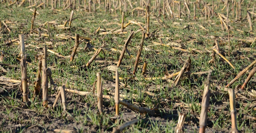 Field of cover crops Field of cover crops