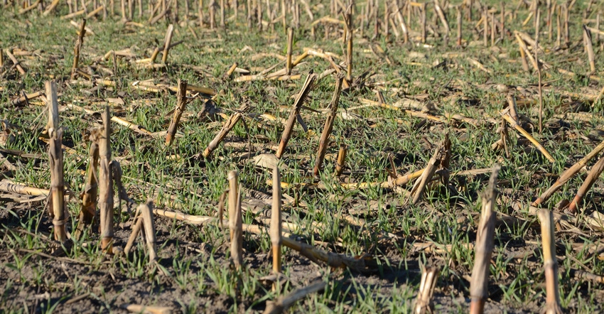 Field of cover crops