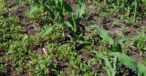 Weeds among corn plants.