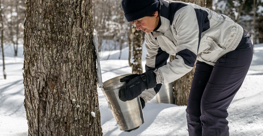 Woman looking inside aluminium bucket on maple trees for sap collection