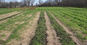 cover crops and mulch suppress weeds in garden