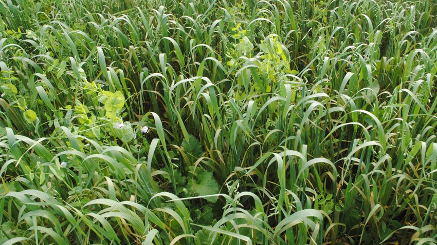 Cover crops, reduced tillage and no-till