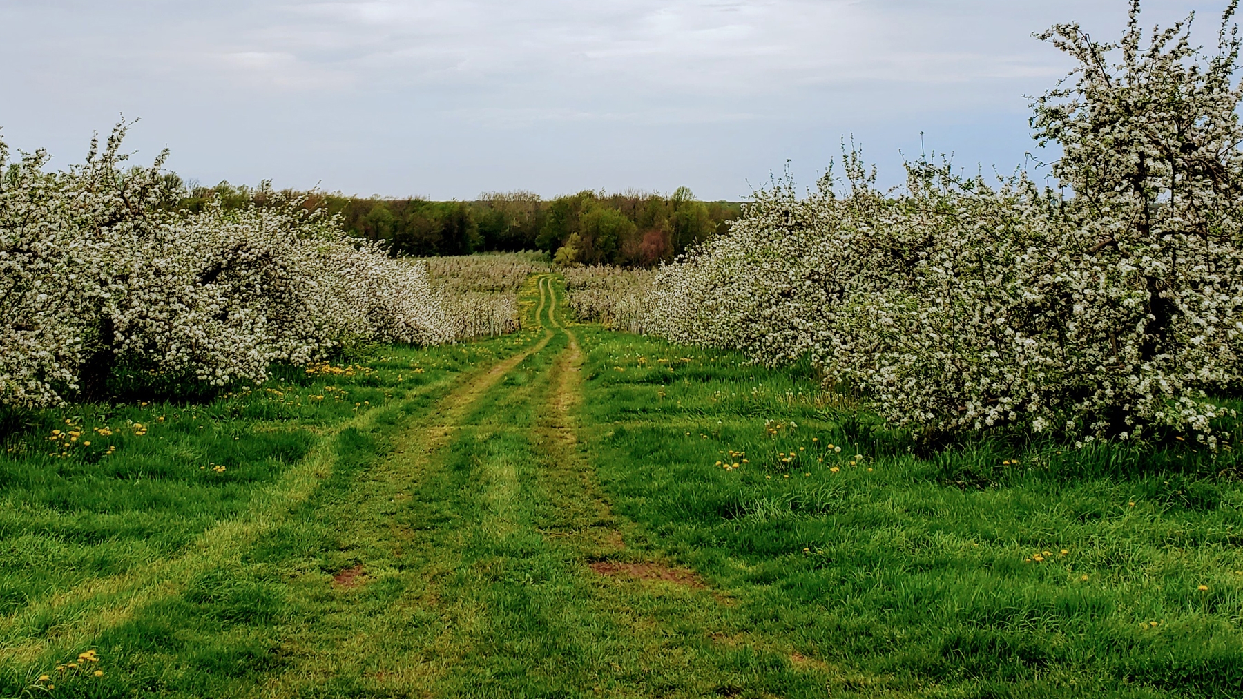 Deborah Jeanne Sergeant - Blossoming apple trees