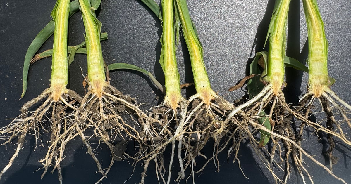 Ohio reports crown rot in corn, frost damage to wheat