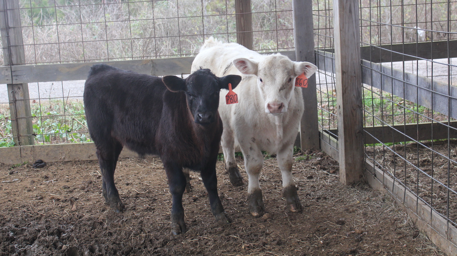 Recipient Cows For Lease : Why Use Embryo Transfer Technology — Kallion ...