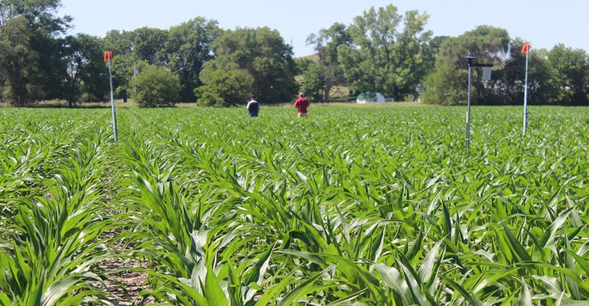 Testing Ag Performance Solutions participants inspect their subsurface drip-irrigated corn plots during the 2019 Field Day